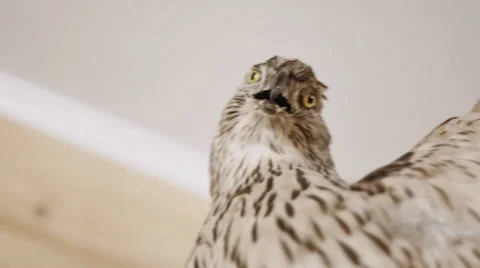 Stuffed Wild Bird 3 Stock Footage 58480894