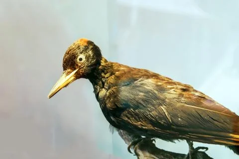 Stuffed wild bird head Stock Photos