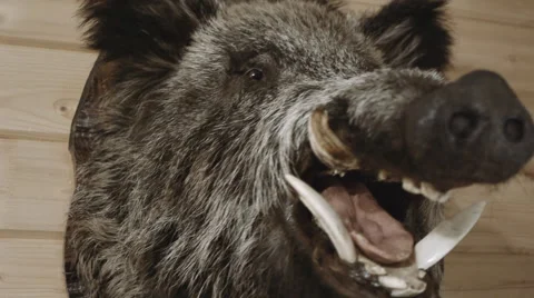 Stuffed Wild Boar Stock Footage 58480767