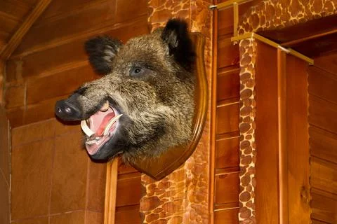 Stuffed wild boar's head with a grinning mouth Stock Photos