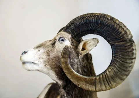 Stuffed wild goat head Stock Photos