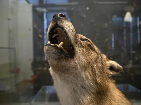 Stuffed wolf on display while howling detail Stock Photos