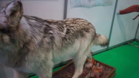 Stuffed wolf pan shot Stock Footage 93542659