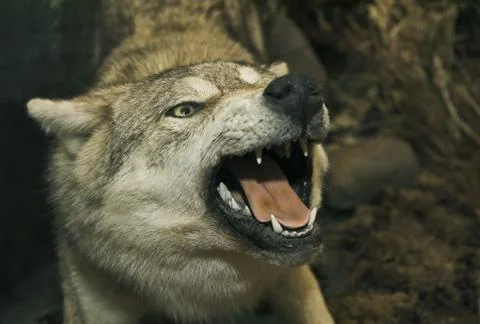 Stuffed wolf Stock Photos