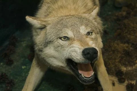 Stuffed wolf Stock Photos