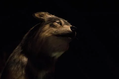 Stuffed wolf Stock Photos