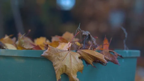 Stuffing Fall Leaves into a Green Recycling Garbage Bin Stock Footage 98112923