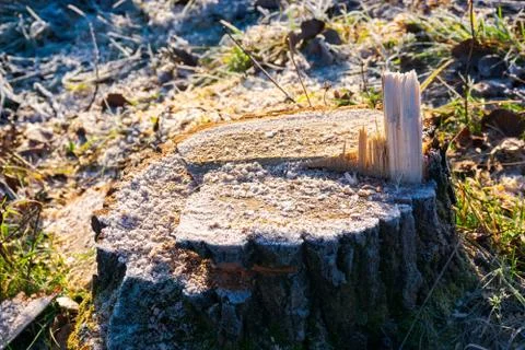 Stumn of fresh cutted tree Stock Photos