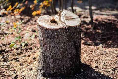 Stump 2 Stock Photos