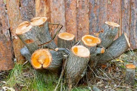 Stump of alder Stock-Fotos