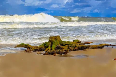 Stump with algae on the beach on a background of waves. Watercolor illustrati Stock Illustration