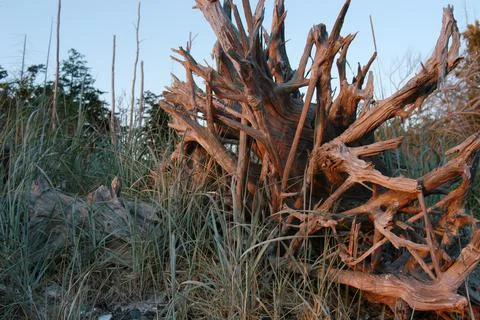 Stump and beach grass, Cabbage Island, Southern Gulf Islands, British Columbi Stock Photos