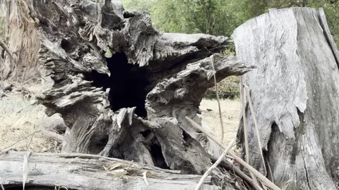 Stump and fallen trees left in a preserve for animals Stock-Footage 322551076