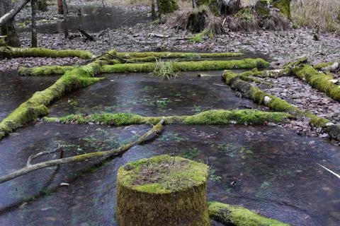 Stump and fallen trees Stock Photos