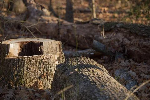 Stump and Log Stock Photos