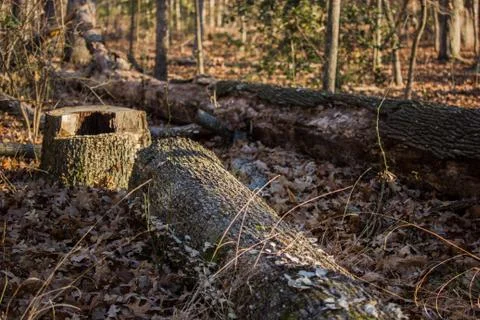 Stump and Log Stock Photos