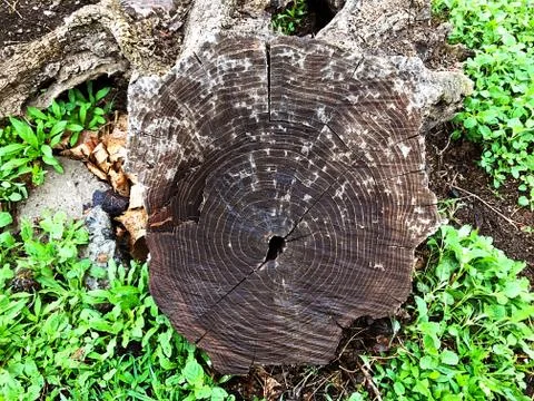 Stump and root of the old tree. Stock Photos
