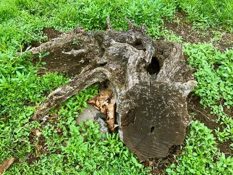 Stump and root of the old tree. Stock Photos
