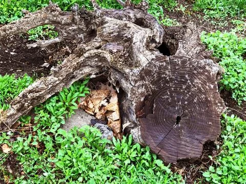 Stump and root of the old tree. Stock Photos