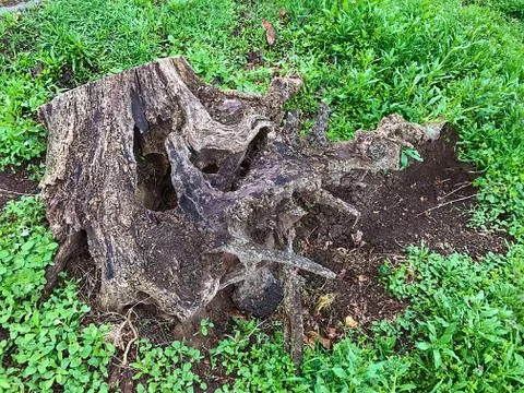 Stump and root of the old tree. Stock Photos