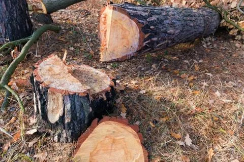 Stump and tree trunk that was cut down with chainsaw Фото