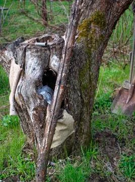 The stump of the Apple tree in the garden in the spring Foto stock