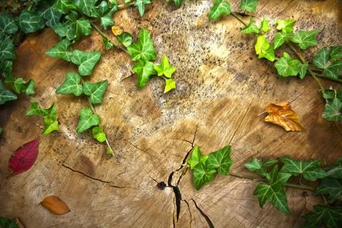 Stump background Stock Photos