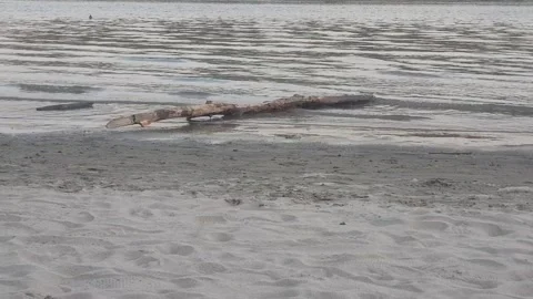Stump On A Beach On A Danube River Stock Footage 199605558