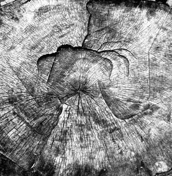 Stump berlin Stock Photos
