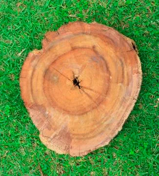 Stump on bright green grass Stock Photos