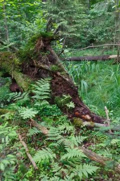 Stump of broken tree and small ferns in foreground, Bialowieza Forest, Poland Stock Photos