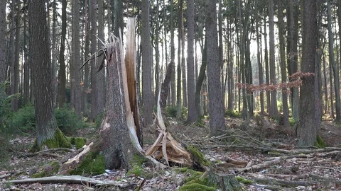 A stump of a broken tree in the middle of a forest Stock-Footage 115178136
