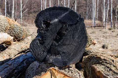 The stump of the burned down old cut tree Stock Photos