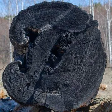 The stump of the burned down old cut tree Stock Photos
