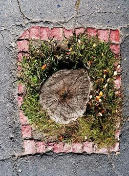 Stump in the centre of the liitle grass-plot stump in the centre of the li... Foto stock