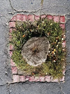 Stump in the centre of the liitle grass-plot, vertical 스톡 사진