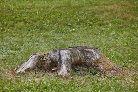 Stump of a chopped tree Stock Photos