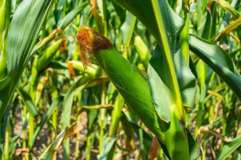 Stump of corn full of grain in the field Foto stock