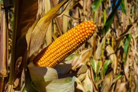 Stump of corn full of grain in the field Foto stock