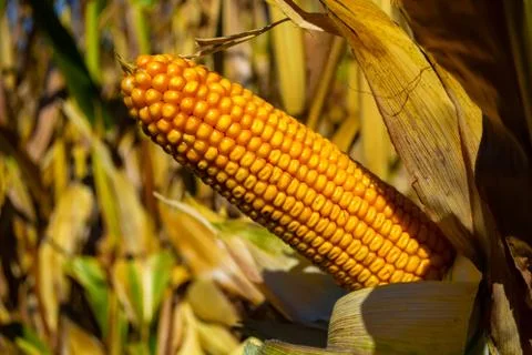 Stump of corn full of grain in the field Stock Photos
