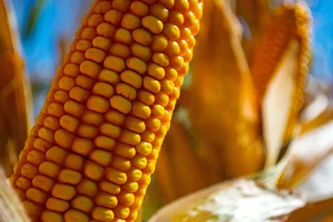 Stump of corn full of grain in the field Stock Photos