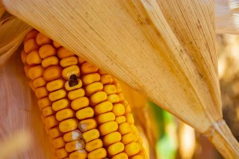 Stump of corn full of grain in the field Stock Photos