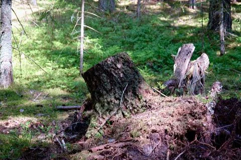 The stump is covered with moss. A forest background. Stock Photos