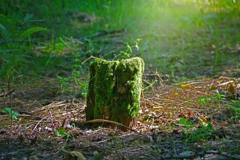 Stump covered with moss in the forest. Stock Photos