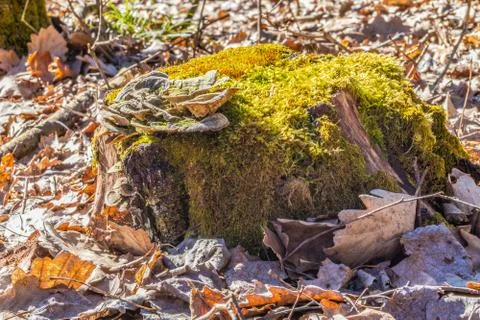 Stump covered with moss Stock Photos