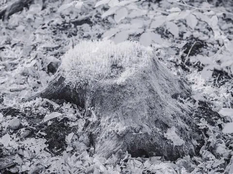 Stump covered with moss surrounded by leaves in infrared nature photography Stock Photos