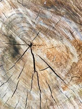 Stump. Cross section of the tree. View from above. Stock Photos
