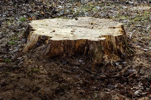 Stump of a cut down tree and green grass Stock Photos
