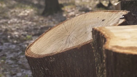 Stump cut by a saw Vidéo 105727611