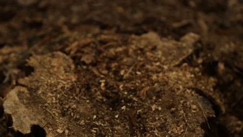 Stump from a cut tree in the forest Vídeo Stock 76900267
